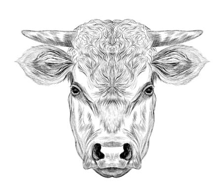 head  horned cow cattle  black and white sketchのイラスト素材
