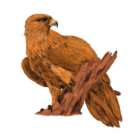 brown eagle bird of prey on a branchのイラスト素材