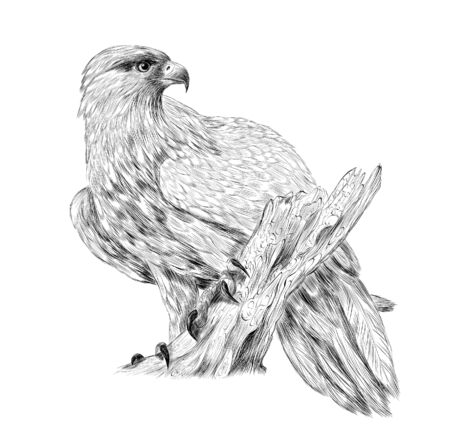black and white eagle bird of prey on a branch sketchのイラスト素材