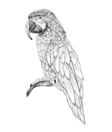 sketch bird parrot macaw stroke black and whiteのイラスト素材