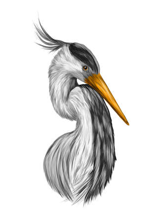 stork head bird vector illustrationのイラスト素材