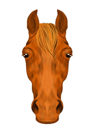 brown horse face portrait of a funny vector illustrationのイラスト素材
