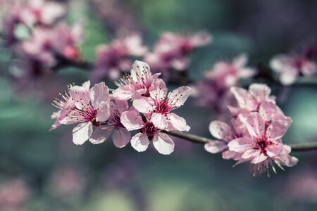 Spring background, cherry tree blossom, vintage filterの写真素材