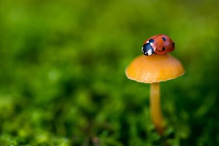 Ladybug on a mushroom, close up with small depth of fieldの写真素材