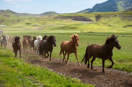 Icelandic horses galloping down a road, rural landscape, Icelandの写真素材