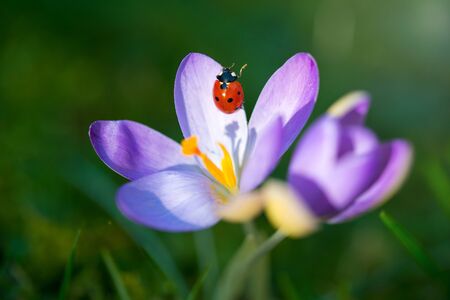 Lady bug on purple Crocus flower, spring backgroundの写真素材
