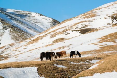 Winter landscape with Icelandic horses in the mountains, Icelandの写真素材