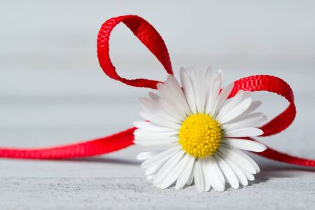 Daisy flower with red ribbon on a wooden backgroundの写真素材