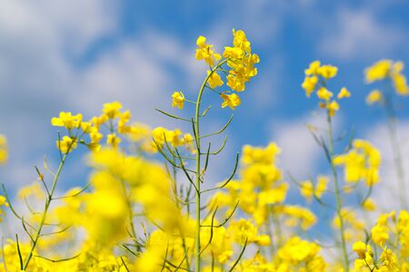 Yellow rape flowers in field with blue sky and cloudsの写真素材