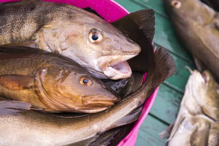 Fresh catch cod on the boat, ocean and sea fishing, Icelandの写真素材