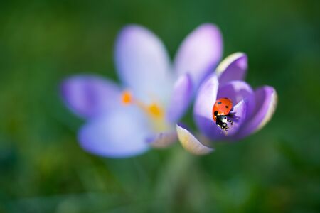 Lady bug on purple Crocus flower, nature spring backgroundの写真素材