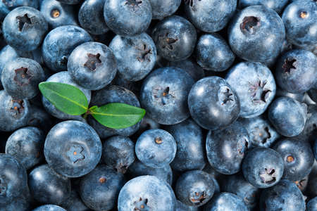Fresh ripe blueberry with leaves, nature food background
