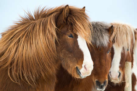 Icelandic horses outdoors in winter, Iceland