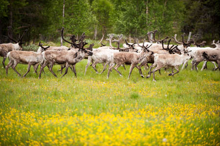 Wild northern deers crossing the flower field, Norwayの写真素材