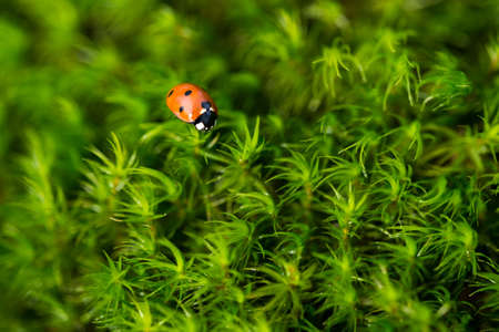 Ladybug on the green moss, close up with small depth of field, nature background