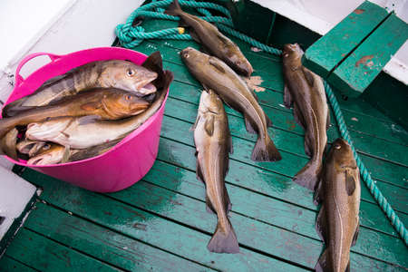 Fresh catch cod on the sea boat, ocean and sea fishing, Reykjavik, Iceland