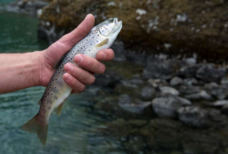 Freshly caught small rainbow trout fish in a fisherman hand. Before letting go, Norwayの写真素材