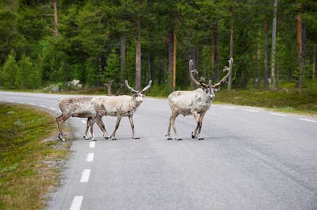 Three wild northern deers crossing the asphalt pine forest road, Norwayの写真素材