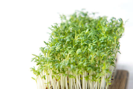 Garden cress sprouts (Lepidium sativum), fresh leaves, closeup on white background, selective focusの写真素材