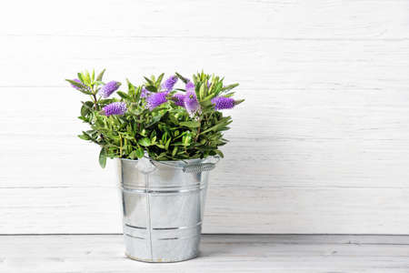 Fresh beautiful purple Hebe flowers in a bucket, wooden background with copy spaceの写真素材