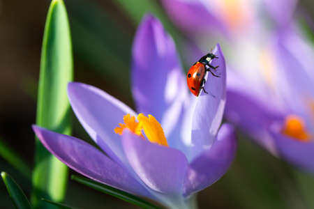 Lady bug on purple spring Crocus flowers, macro image with small depth of fieldの写真素材