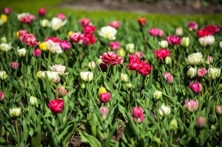 Fresh blooming Tulips in Keukenhof park, flower garden, Holland, Netherlandsの写真素材