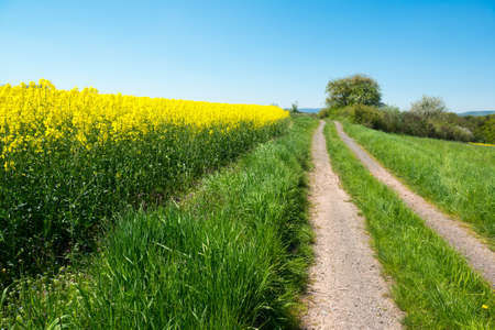 Bright oilseed rape field and rural road in the valley, Germanyの写真素材