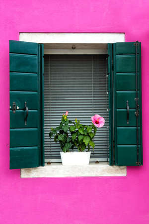 Beautiful window with green shutters and flowers on a pink house wall. Colorful houses on Burano island near Venice, Italyの写真素材