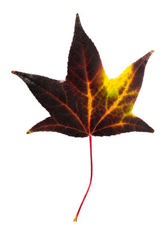Autumn maple leaf isolated on white backgroundの写真素材