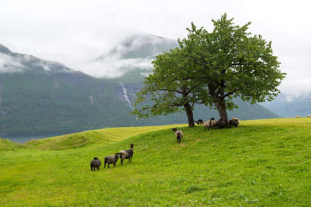 Herd of sheep on the pasture under a tree on a fjord shore, Norwayの写真素材