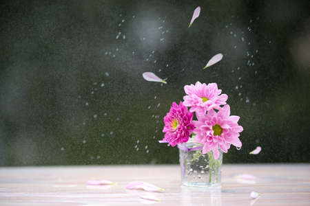 Pink Chrysanthemum under the rain, selective focusの写真素材