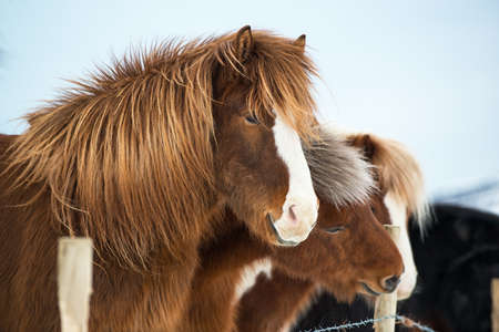 Portrait of Icelandic horse at winter, Icelandの写真素材