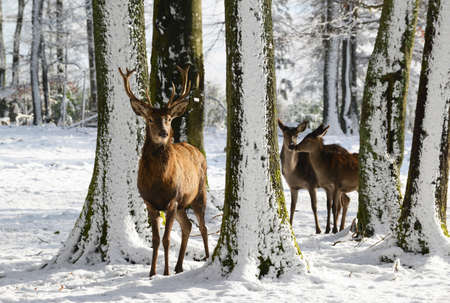 Wild deers between the trees, in the winter park with fresh snowの写真素材