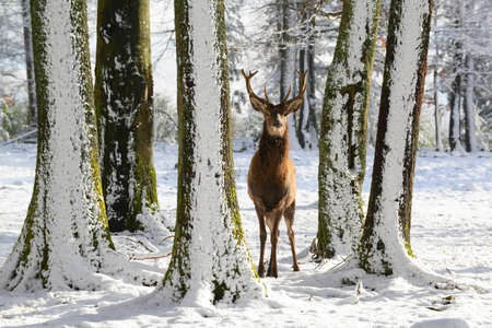Wild deer between the trees, in the winter park with fresh snowの写真素材