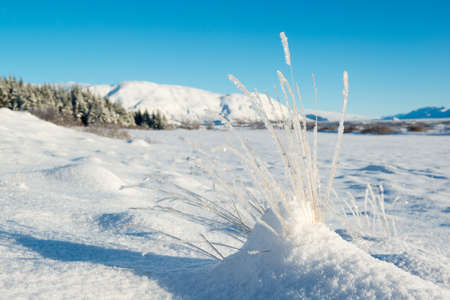 Thingvellir National Park in winter, hoarfrost on the grass, Icelandの写真素材