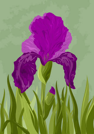 Iris  illustration のイラスト素材