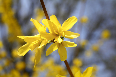 Yellow Forsythia Flowersの写真素材
