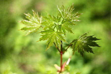 the young green leaves of maple