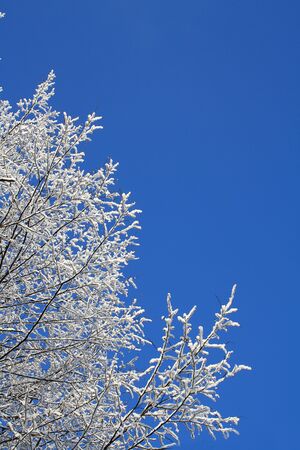 the branches of a tree in the snowの写真素材