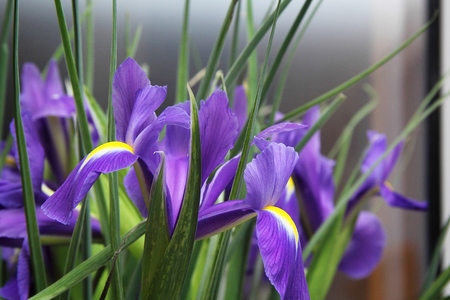 a bouquet of small purple irisesの写真素材