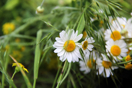 bouquet of daisies on the grassの写真素材