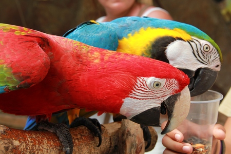 two colorful parrot cockatoo eat