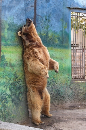 brown bear scratching its back at the zooの写真素材