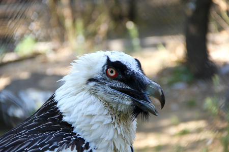 head birds of prey at the zooの写真素材