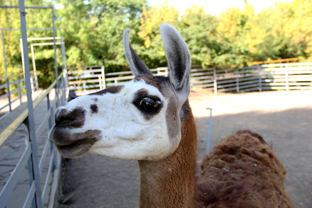 Headshot Of An Adult Female Lama Glamaの写真素材