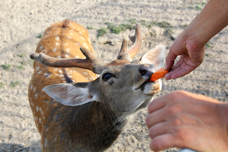 deer eating a carrot in the zooの写真素材