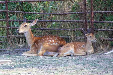 Young Red Deer resting at the zooの写真素材