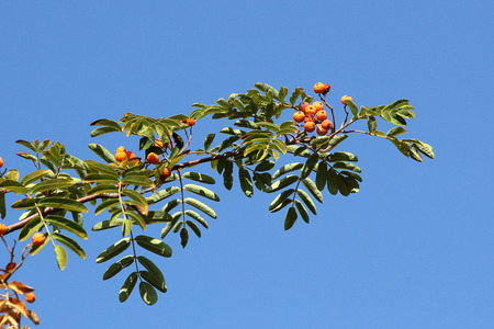 Autumn red rowan berries on a tree. Rowanberry ashberry in the fall in natural setting on blue sky background. Sorbus aucuparia.の写真素材