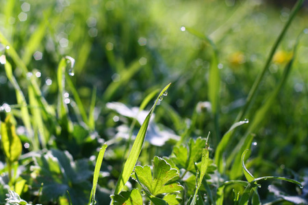 drops of dew on a green grassの写真素材