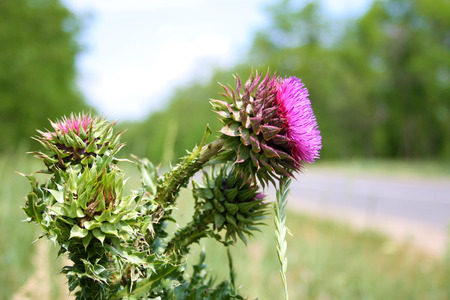 The flower head thistle Milk Thistle in full splendorの写真素材